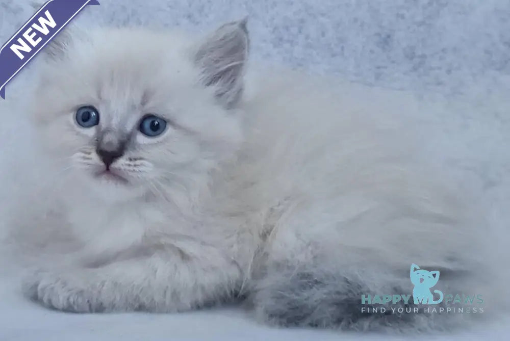 Xan Siberian male blue tabby pointed live animals
