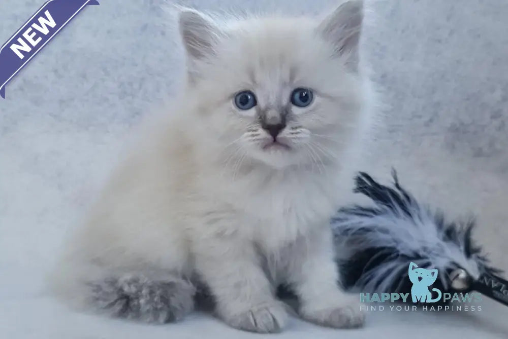 Xan Siberian male blue tabby pointed live animals