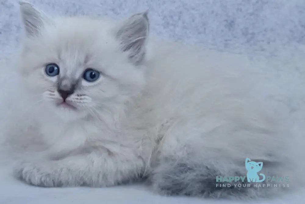 Xan Siberian male blue tabby pointed live animals