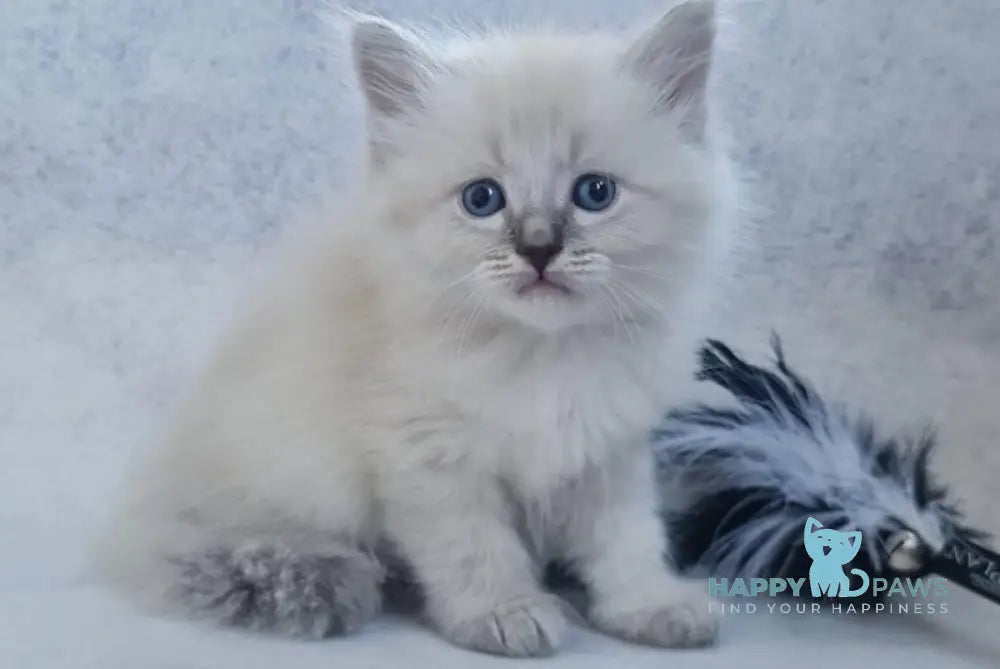 Xan Siberian male blue tabby pointed live animals