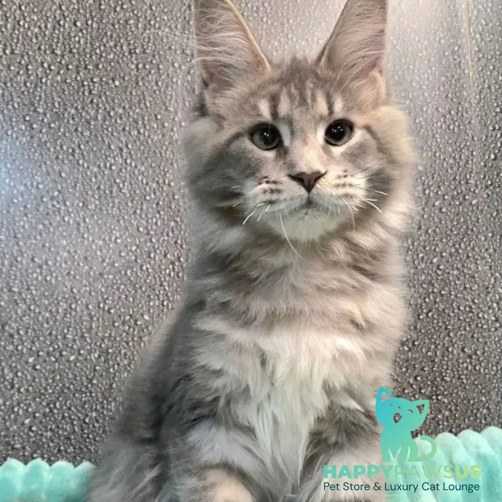 Xana Maine Coon polydactyl 6x6x6x6 female blue tabby - live animals
