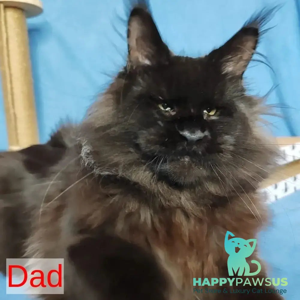 Xana Maine Coon polydactyl 6x6x6x6 female blue tabby - live animals