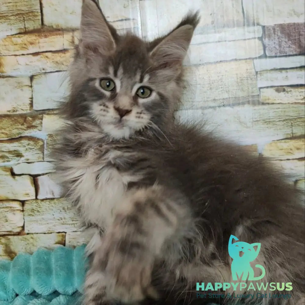 Xana Maine Coon polydactyl 6x6x6x6 female blue tabby - live animals