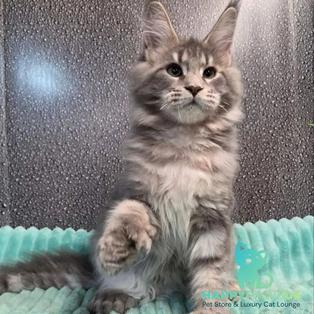Xana Maine Coon polydactyl 6x6x6x6 female blue tabby - live animals