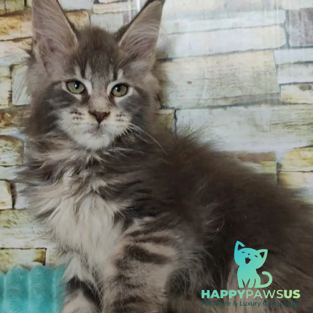 Xana Maine Coon polydactyl 6x6x6x6 female blue tabby - live animals