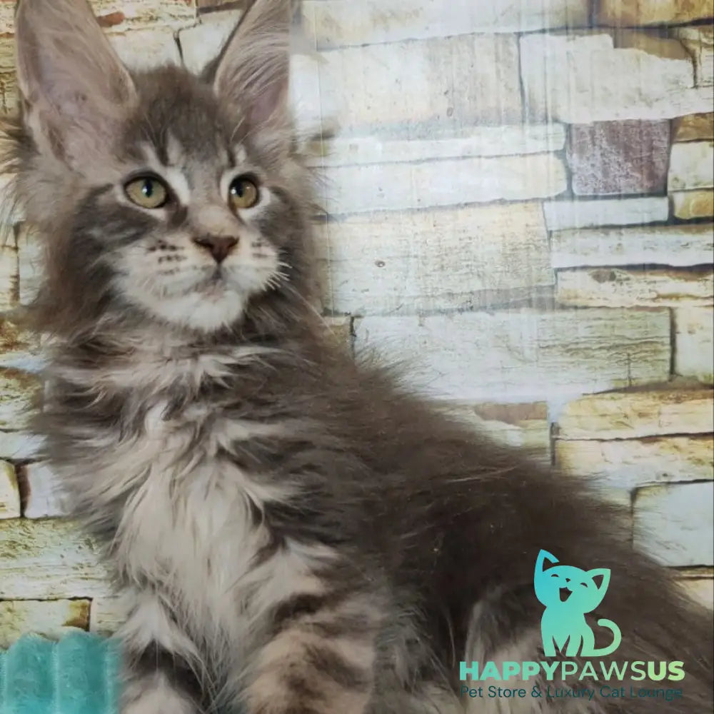 Xana Maine Coon polydactyl 6x6x6x6 female blue tabby - live animals