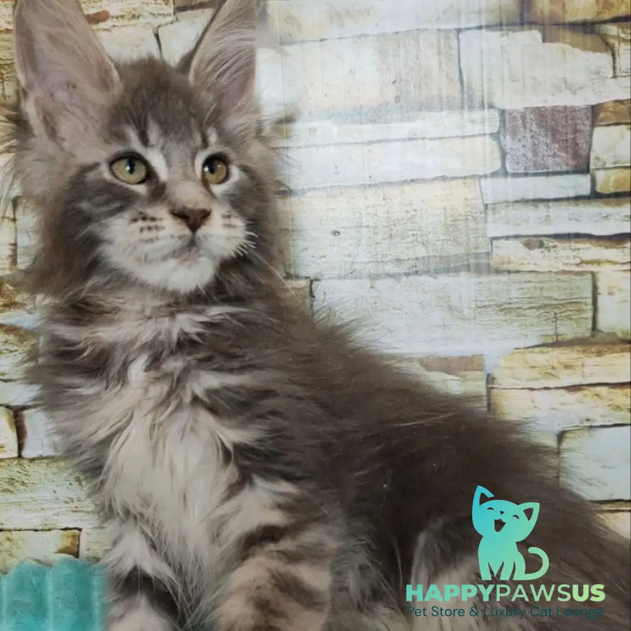 Xana Maine Coon polydactyl 6x6x6x6 female blue tabby - live animals