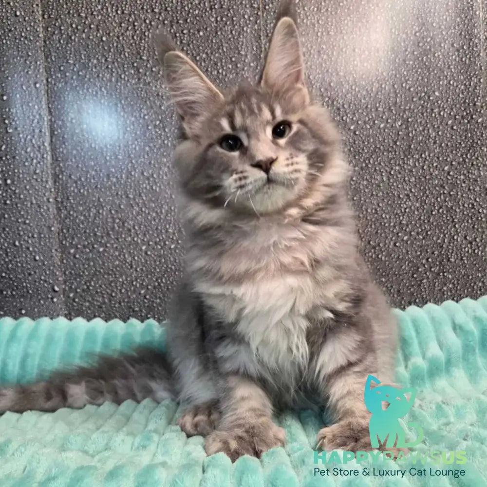 Xana Maine Coon polydactyl 6x6x6x6 female blue tabby - live animals