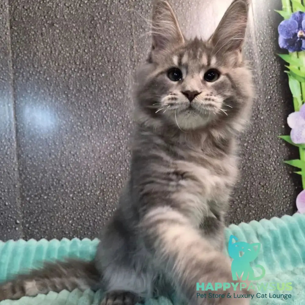 Xana Maine Coon polydactyl 6x6x6x6 female blue tabby - live animals