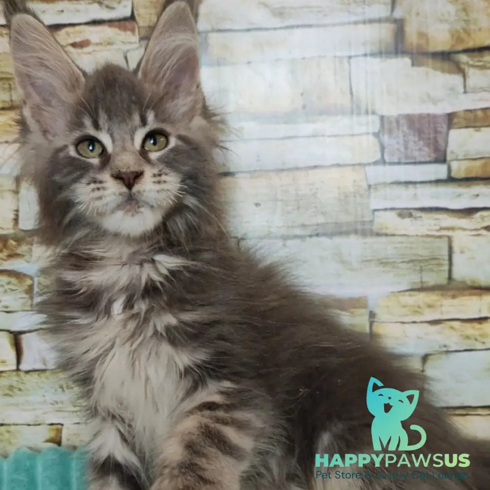Xana Maine Coon polydactyl 6x6x6x6 female blue tabby - live animals
