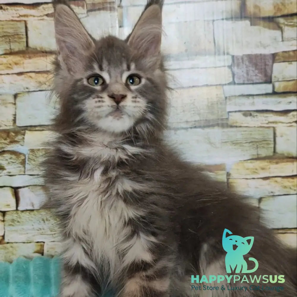 Xana Maine Coon polydactyl 6x6x6x6 female blue tabby - live animals