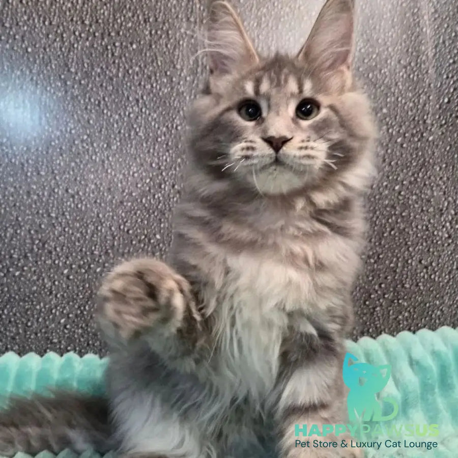 Xana Maine Coon polydactyl 6x6x6x6 female blue tabby - live animals