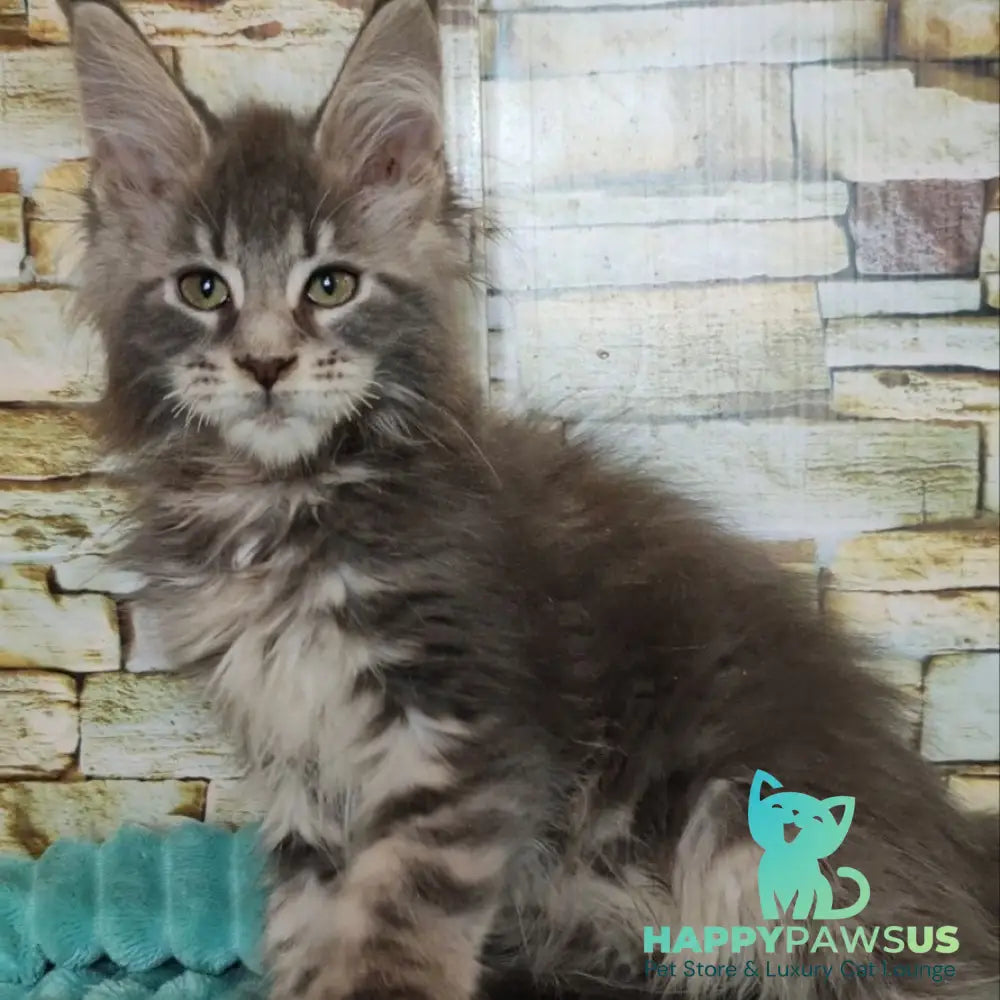 Xana Maine Coon polydactyl 6x6x6x6 female blue tabby - live animals
