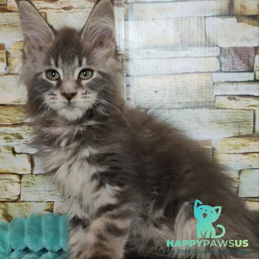 Xana Maine Coon polydactyl 6x6x6x6 female blue tabby - live animals