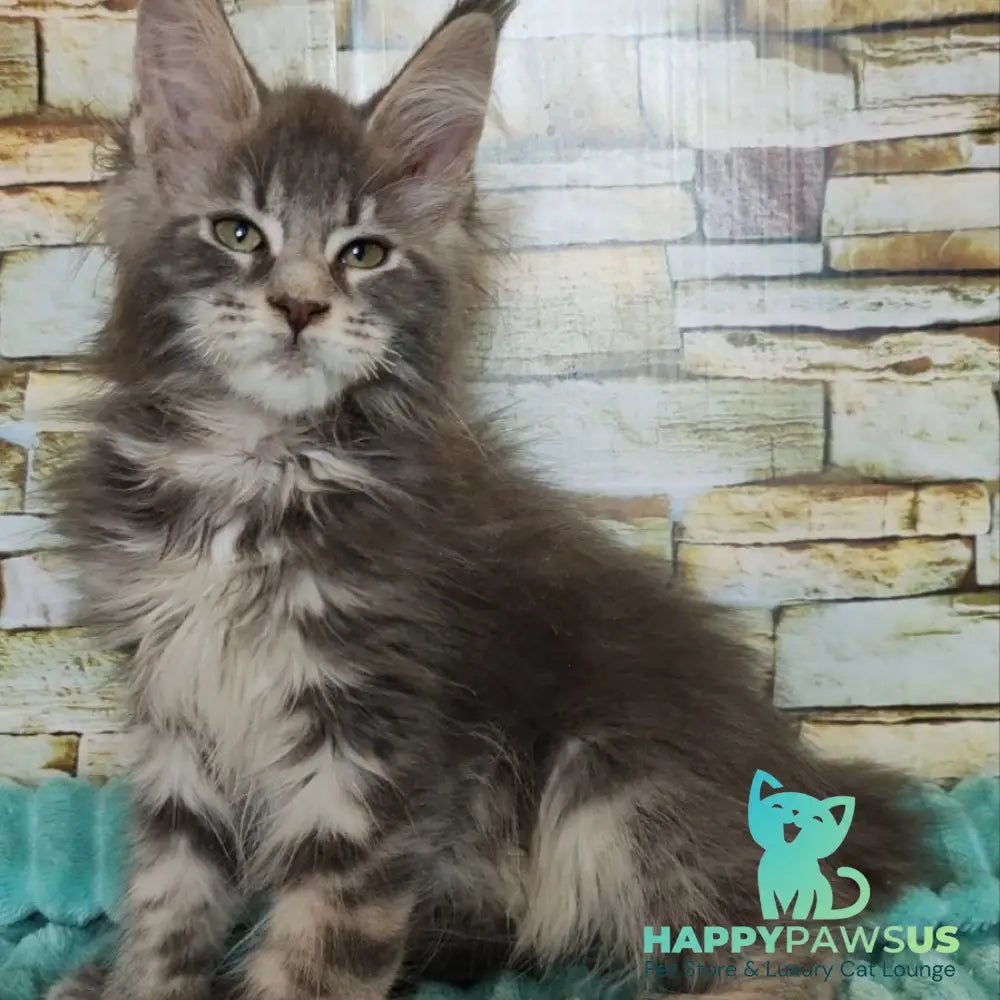 Xana Maine Coon polydactyl 6x6x6x6 female blue tabby - live animals