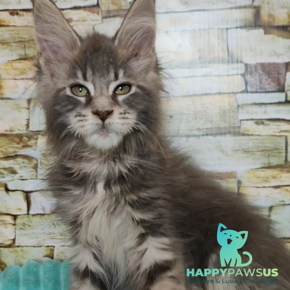 Xana Maine Coon polydactyl 6x6x6x6 female blue tabby - live animals