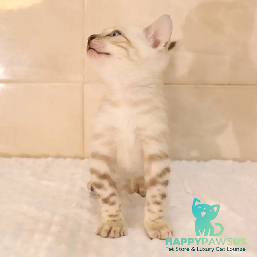 Xander Bengal male black spotted tabby pointed - live animals