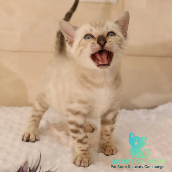 Xander Bengal male black spotted tabby pointed - live animals