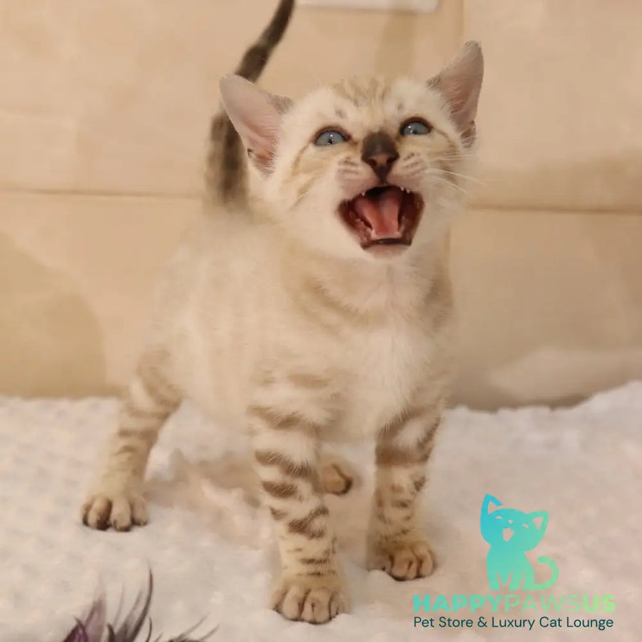 Xander Bengal male black spotted tabby pointed - live animals