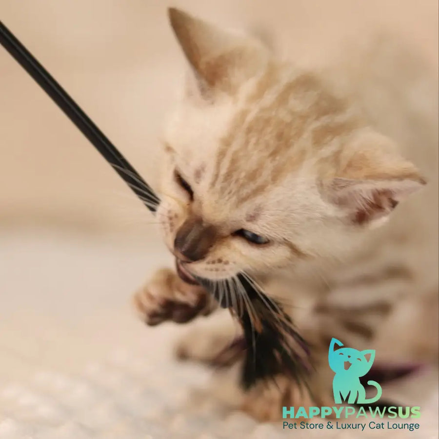 Xander Bengal male black spotted tabby pointed - live animals