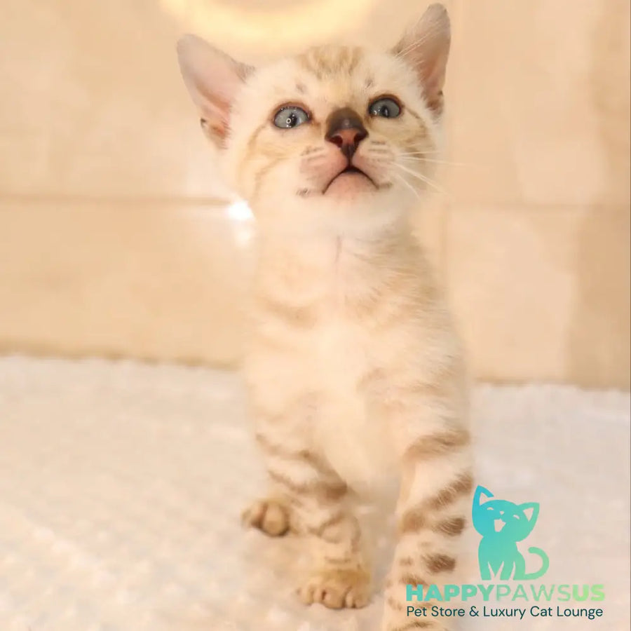 Xander Bengal male black spotted tabby pointed - live animals