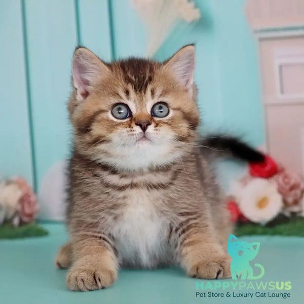 Xander British Shorthair male black ticked tabby - live animals