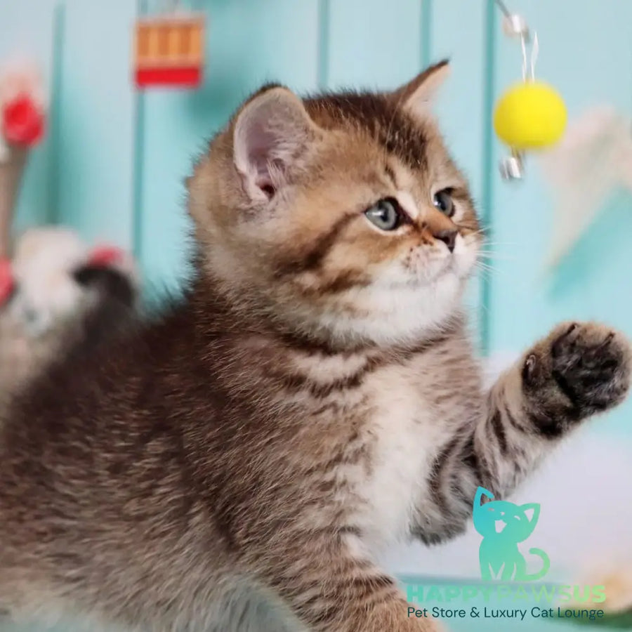 Xander British Shorthair male black ticked tabby - live animals