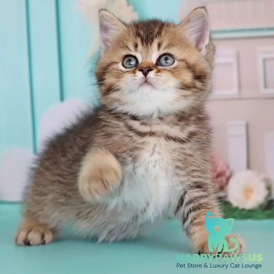 Xander British Shorthair male black ticked tabby - live animals