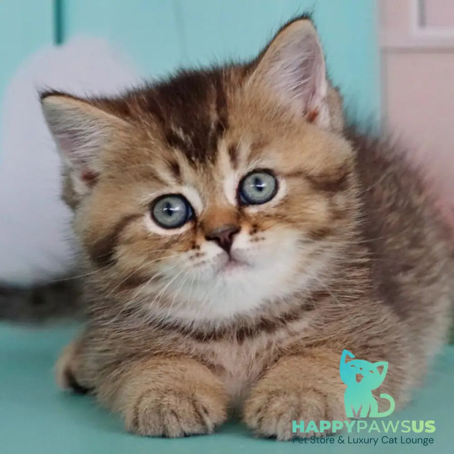 Xander British Shorthair male black ticked tabby - live animals
