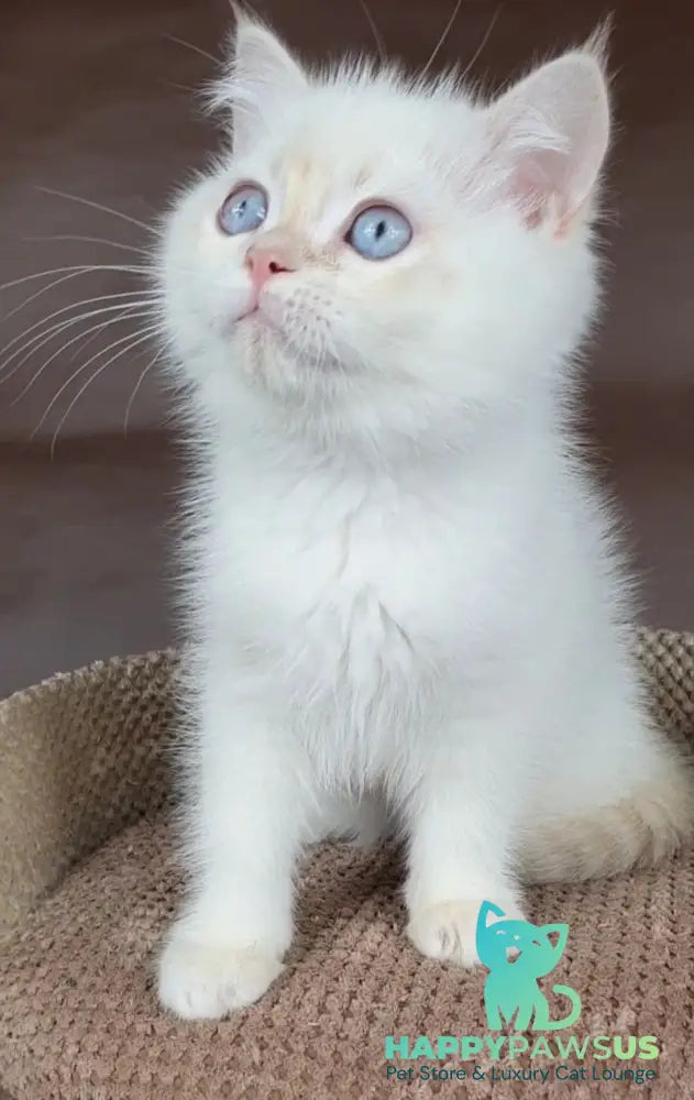 Xander British Shorthair male lilac golden chinchilla pointed - live animals