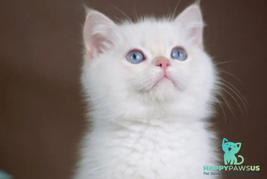 Xander British Shorthair male lilac golden chinchilla pointed - live animals