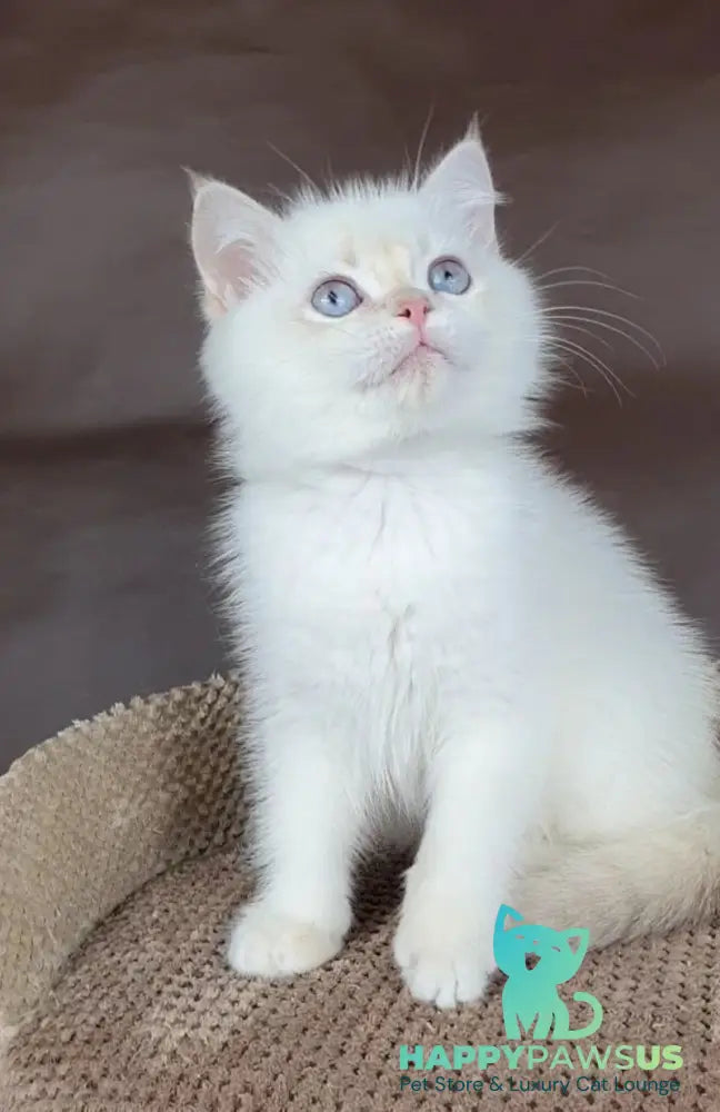 Xander British Shorthair male lilac golden chinchilla pointed - live animals