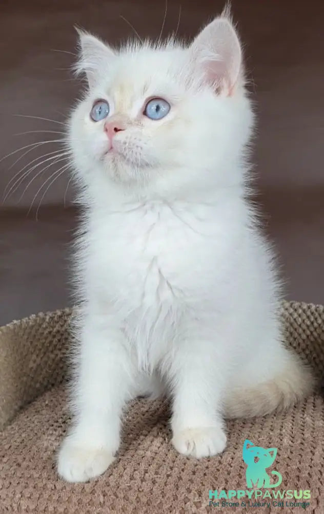 Xander British Shorthair male lilac golden chinchilla pointed - live animals