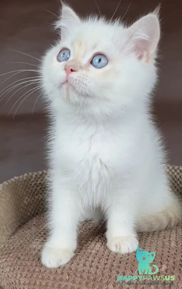 Xander British Shorthair male lilac golden chinchilla pointed - live animals