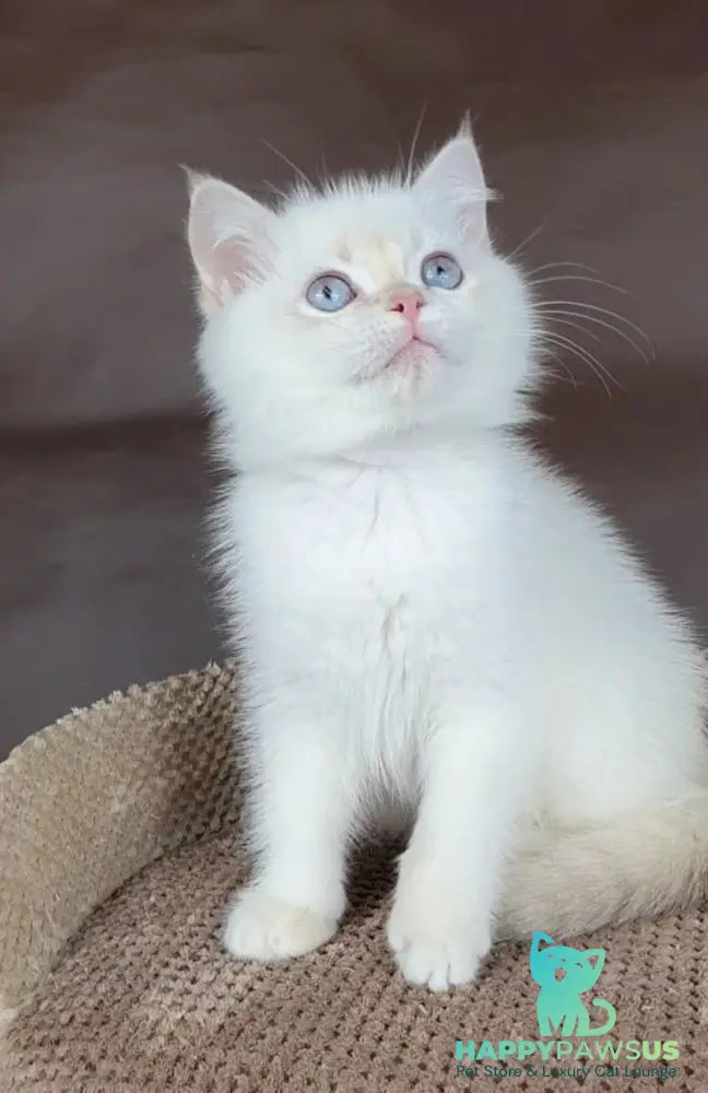 Xander British Shorthair male lilac golden chinchilla pointed - live animals
