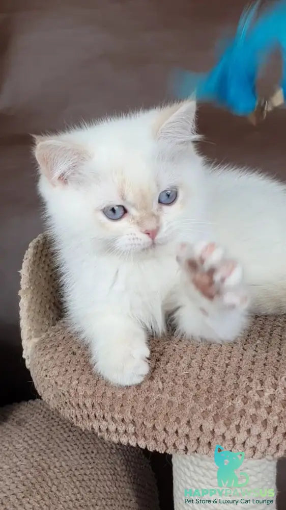 Xander British Shorthair male lilac golden chinchilla pointed - live animals