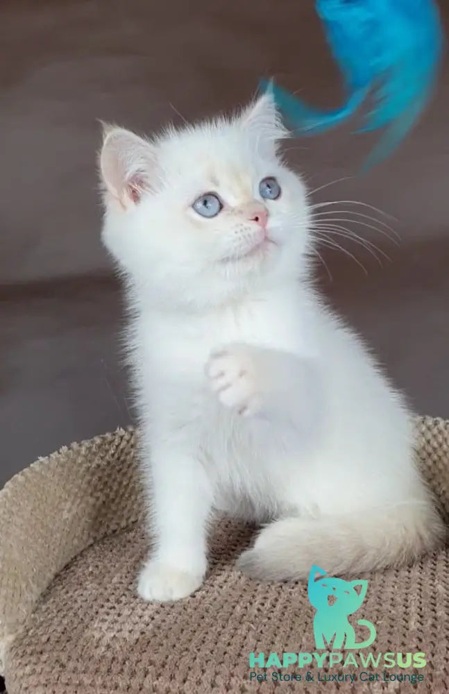 Xander British Shorthair male lilac golden chinchilla pointed - live animals