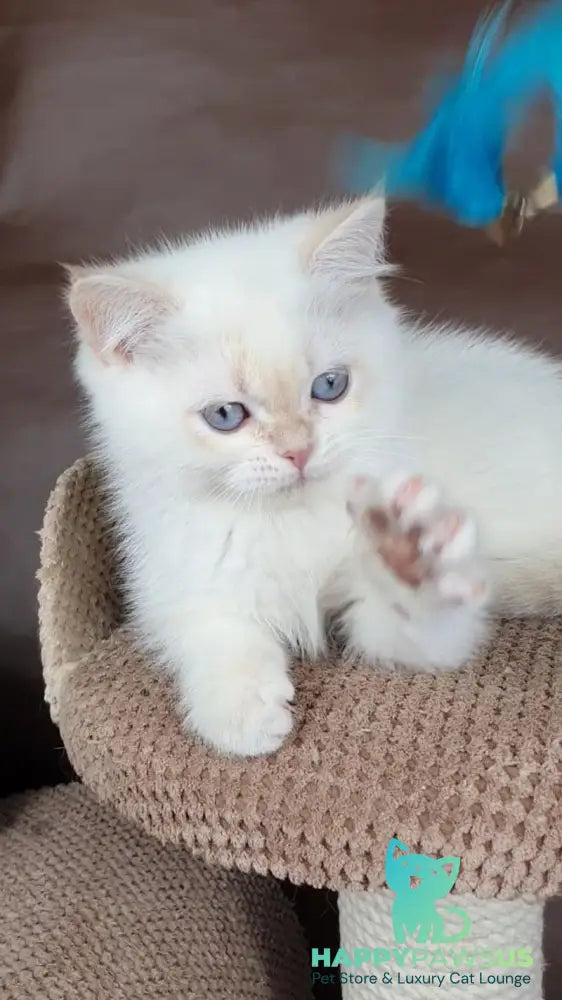 Xander British Shorthair male lilac golden chinchilla pointed - live animals