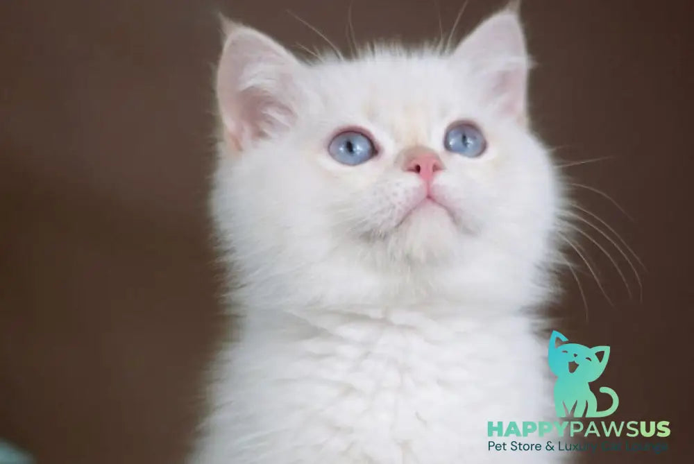 Xander British Shorthair male lilac golden chinchilla pointed - live animals