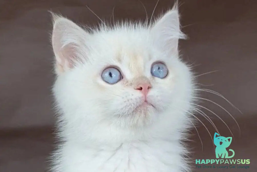 Xander British Shorthair male lilac golden chinchilla pointed - live animals