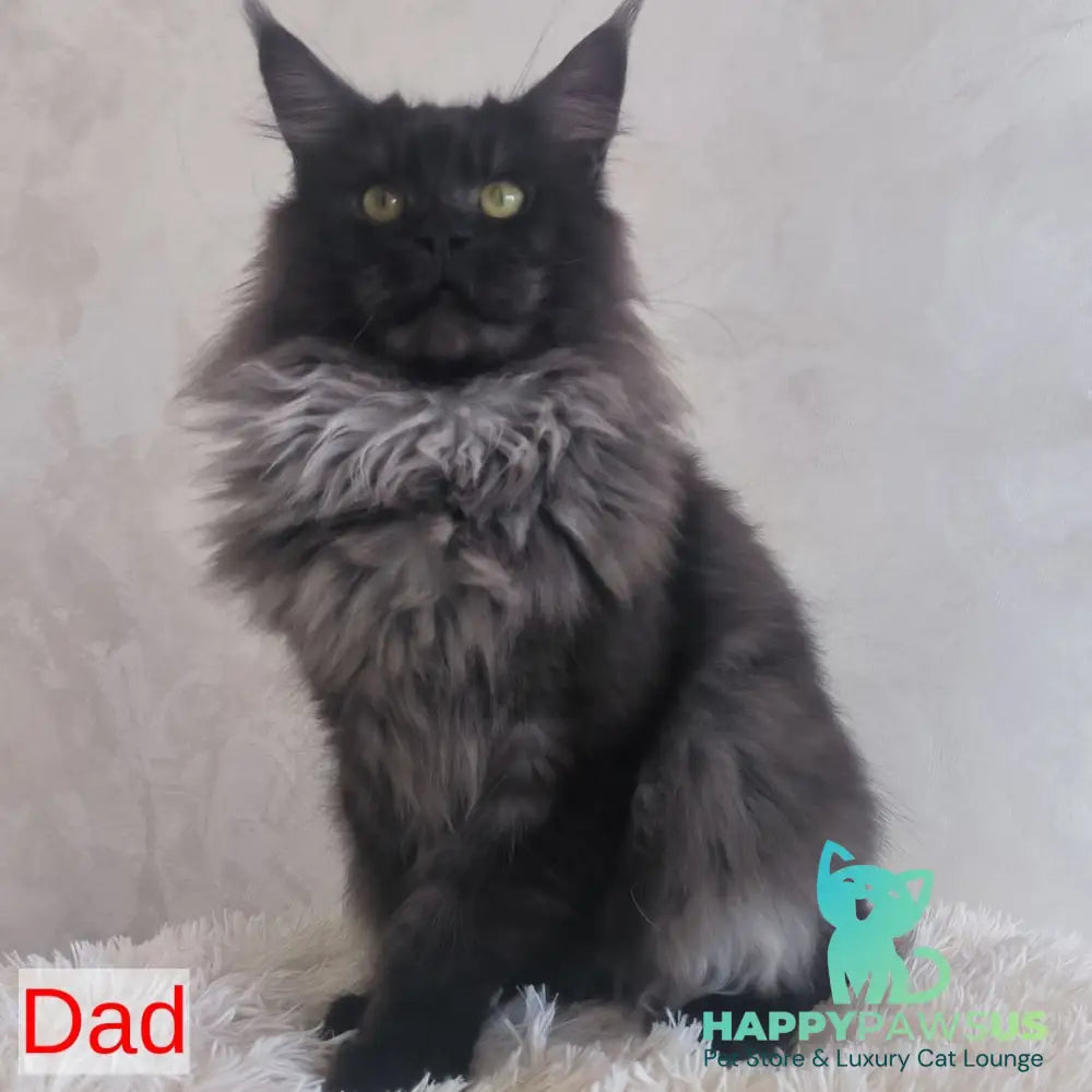 Xander Maine Coon male black silver - live animals