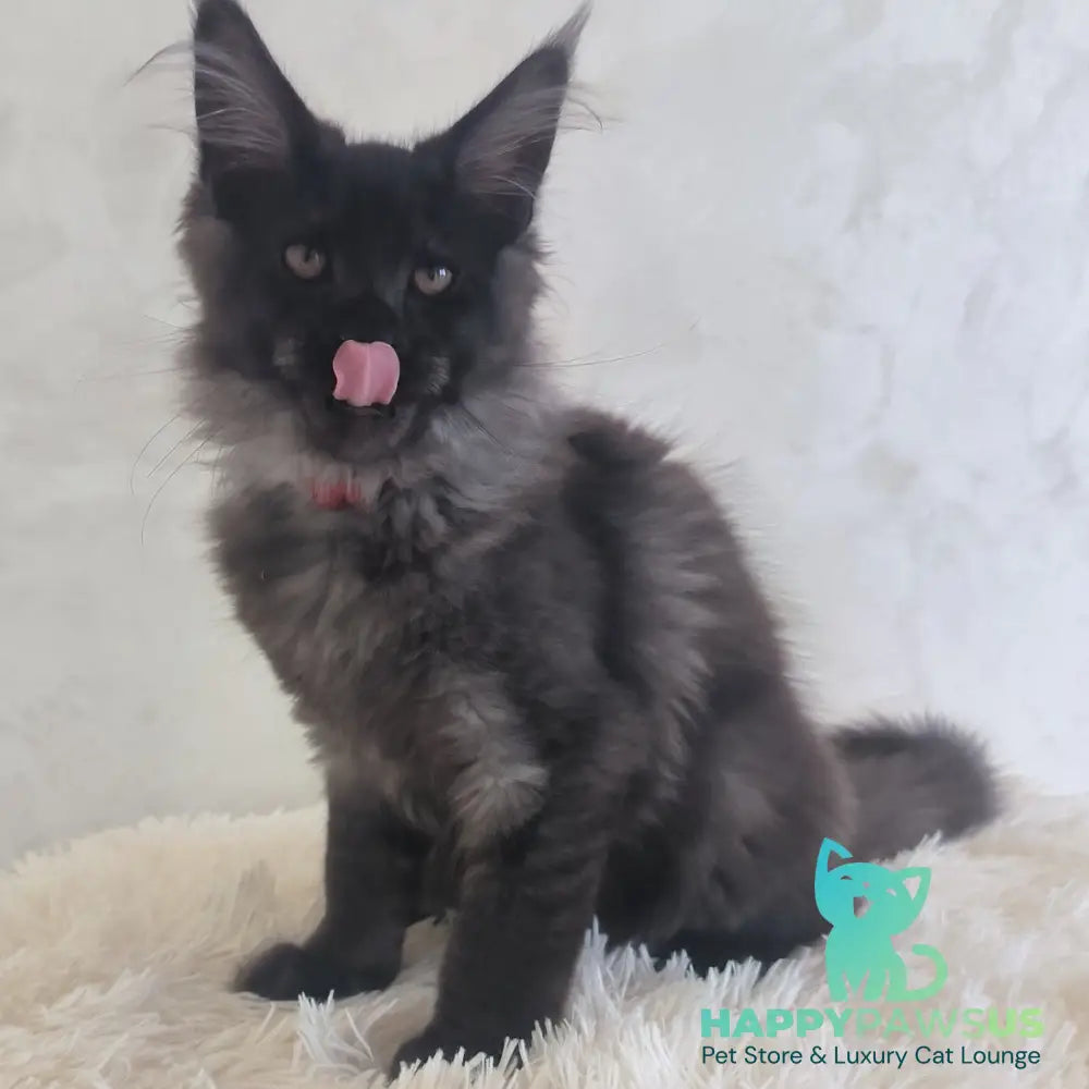 Xander Maine Coon male black silver - live animals
