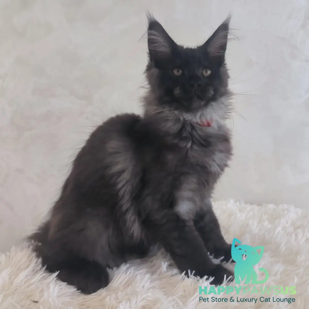 Xander Maine Coon male black silver - live animals