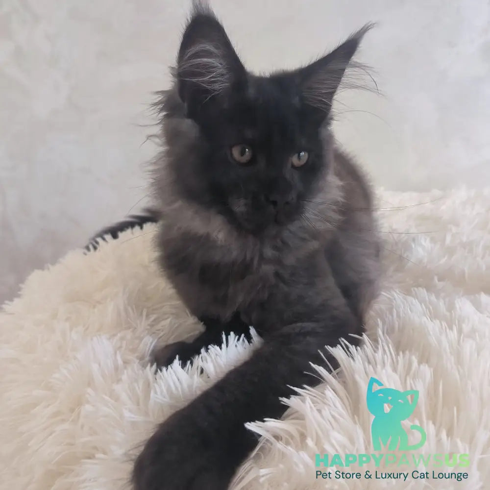 Xander Maine Coon male black silver - live animals