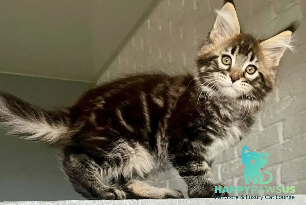 Xander Maine Coon male black tabby - live animals