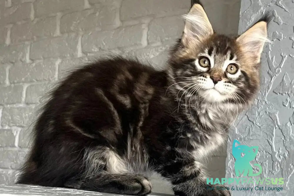 Xander Maine Coon male black tabby - live animals