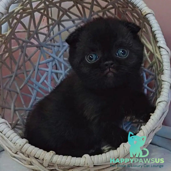 Xander Scottish Fold male black - live animals