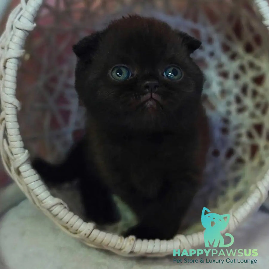 Xander Scottish Fold male black - live animals