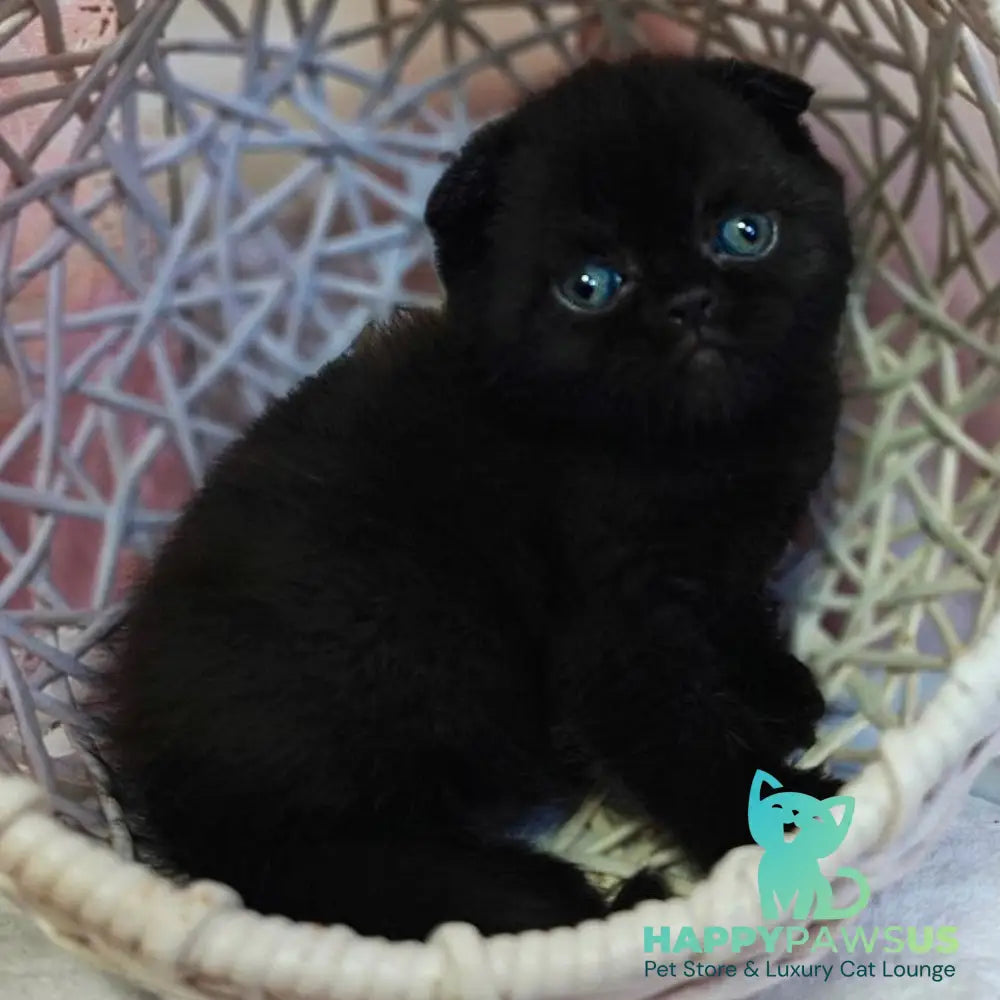 Xander Scottish Fold male black - live animals