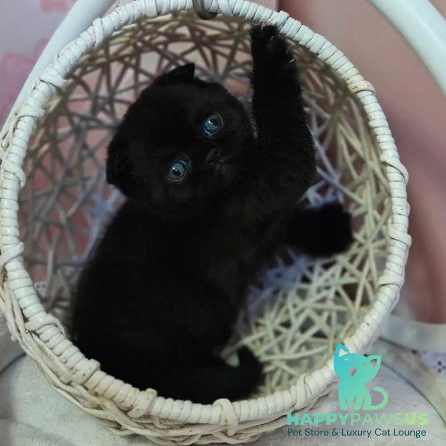 Xander Scottish Fold male black - live animals